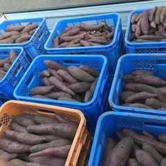 サツマイモ（紅はるか）5kg