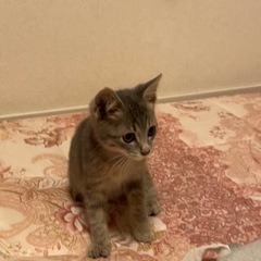 温かい家族を募集しています。 − 岡山県