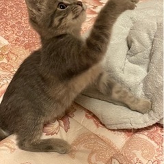 温かい家族を募集しています。 - 猫
