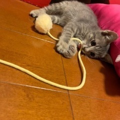 温かい家族を募集しています。 - 倉敷市