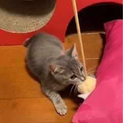 温かい家族を募集しています。