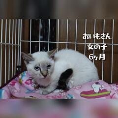 ありがとうございます！里親様決まりました！可愛い白トラシャム風女...