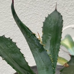 アガベ・プロトアメリカーナ　実生　中株の画像
