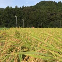 令和4年度　三重県産 新米コシヒカリ100% 玄米30kg　10袋限定