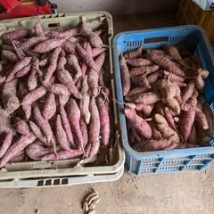 紅はるかの規格外品です！