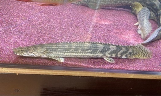 ワイルド　ポリプテルス  2匹