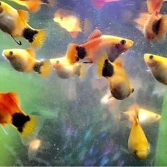 プラティー 若魚    30匹くらい  洋めだか        ...