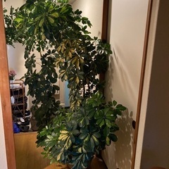 観葉植物(カポック)