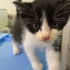 仔猫