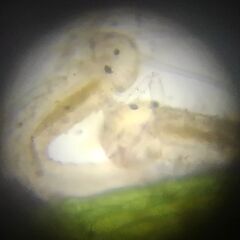 薬剤師・薬学生・医学生・神戸大学理系の学生が薬局で教える学習塾（実験もあり）の画像