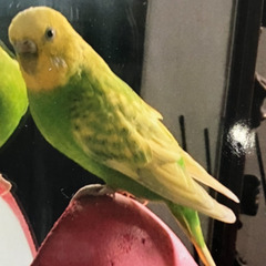 【迷子】セキセイインコ探してます！！　