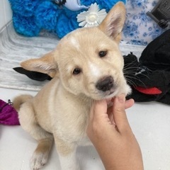 岡山市保健所★生後2ヶ月可愛い男の子！