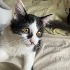 生後4ヶ月 オス猫ちゃん♡