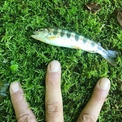 四国で渓流釣り仲間募集中 - メンバー募集