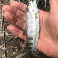 四国で渓流釣り仲間募集中 − 香川県