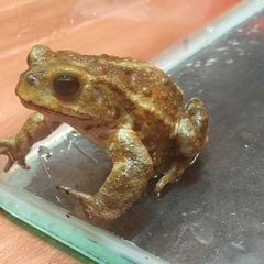 ミヤコヒキガエル（WC）の画像