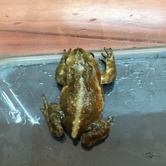 ミヤコヒキガエル（WC）の画像