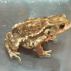 ミヤコヒキガエル（WC）の画像