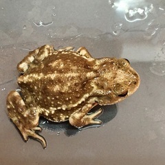 ミヤコヒキガエル（WC）の画像