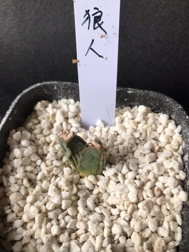 アガベ　狼人