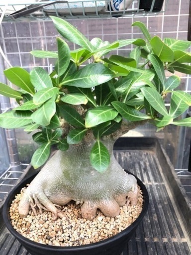 大型　アデニウム   アラビカム　タコ足　一点物
