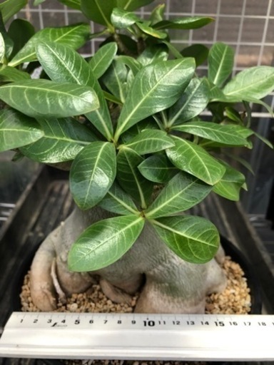 大型　アデニウム   アラビカム　タコ足　一点物