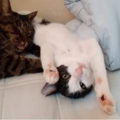 僕に愛の手を！