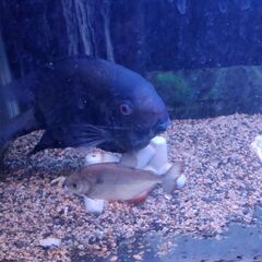 セベラム