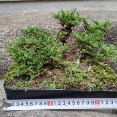 天然のイワヒバ　一体採取物(その2）