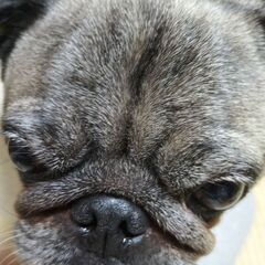ワンちゃん友達