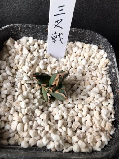 アガベ　三叉戟(トライデント)