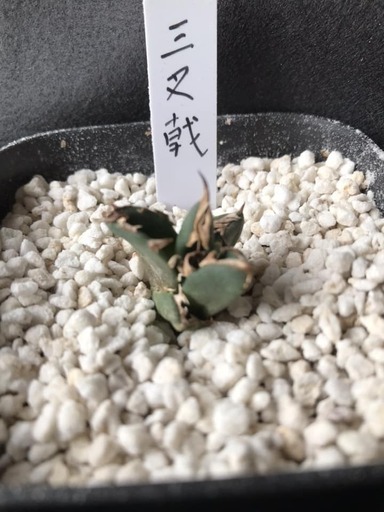 アガベ　三叉戟(トライデント)