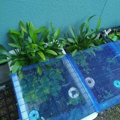 水草ナガバオモダカetc　1株¥300~