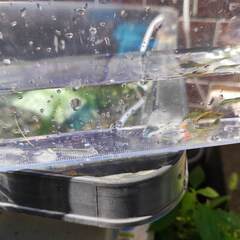 放出！🐟ミナミヌマエビ　20匹+αの画像