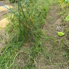 家庭菜園をやりたい方を募集します。