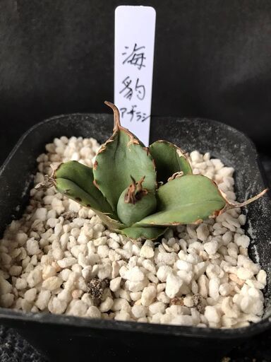 アガベ　アザラシ(海豹)