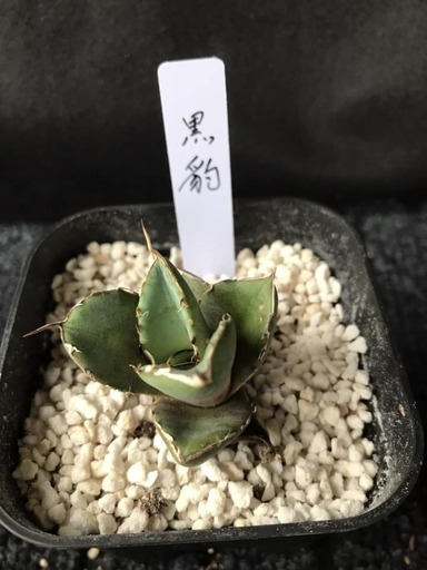 アガベ　ブラックパンサー(黒豹)