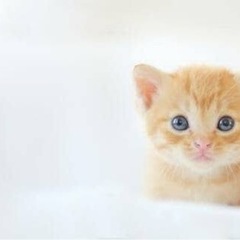 動物好きな人と喋りたい