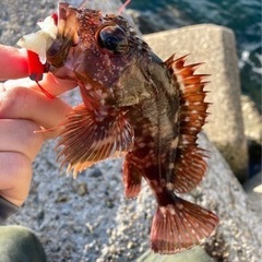 釣り仲間募集！！須磨海岸！おかっぱり釣りクラブ発足。