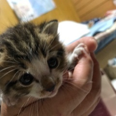 生後1ヶ月の子猫