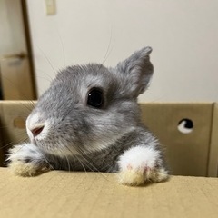 うさぎの飼い主募集中