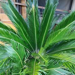 値下げしました！ソテツ 子株あり 蘇鉄