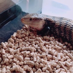 アオジタトカゲ♂ 里親募集