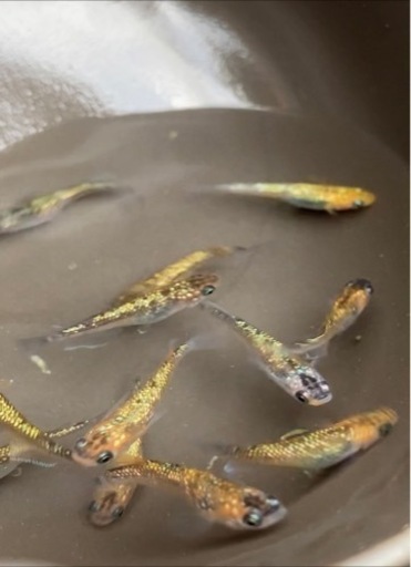 ヒミツヘイキ、ヒミツヘイキ琥珀　1ペア