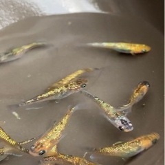 ヒミツヘイキ、ヒミツヘイキ琥珀　1ペア