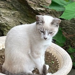 兄弟猫です