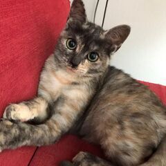 甘えん坊ゴロゴロの珍しい柄のサビネコＪ（ジェイ）ちゃん