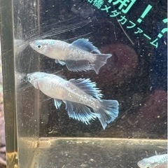 【船橋メダカファーム】本日メダカ即売会やります！割引！オマケあり！の画像