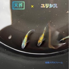 【船橋メダカファーム】本日メダカ即売会やります！割引！オマケあり！の画像