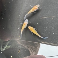 【船橋メダカファーム】本日メダカ即売会やります！割引！オマケあり！の画像